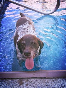 After her runs in the Summer, she enjoys a nice little dip in the pool to cool off!